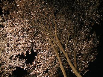 2006P4180209.JPG
