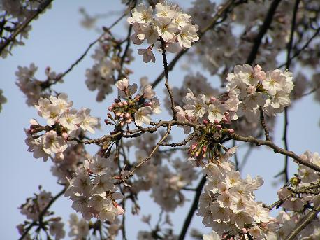 萱田地区公園－１０