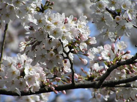 萱田地区公園－１１