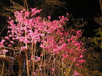2006P4180211.JPG