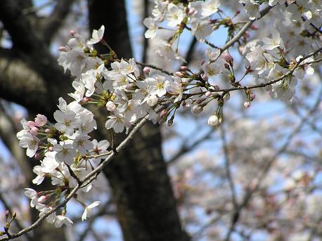 萱田地区公園－１２