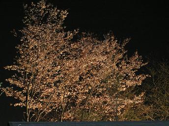 2006P4180216.JPG