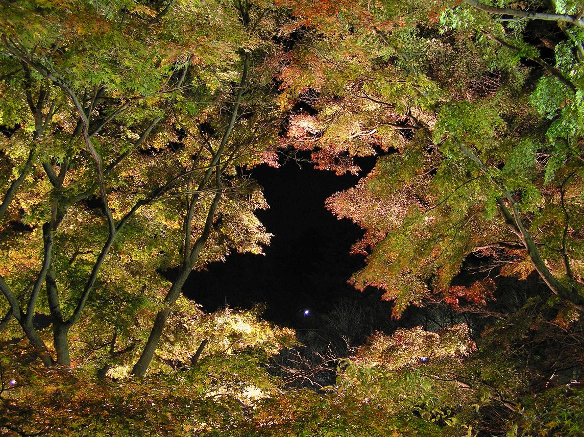 少し早かった紅葉のライトアップ－１
