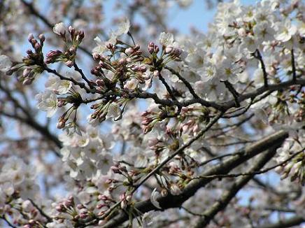 萱田地区公園－１３