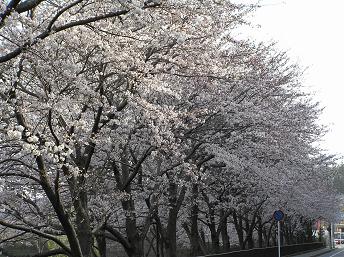 萱田地区公園－１４
