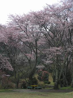 2006P4120021.JPG