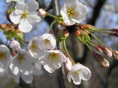 萱田地区公園－１５