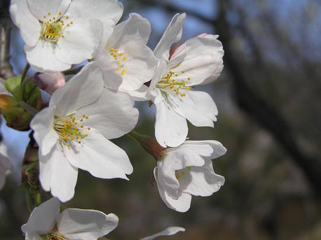 萱田地区公園－１６