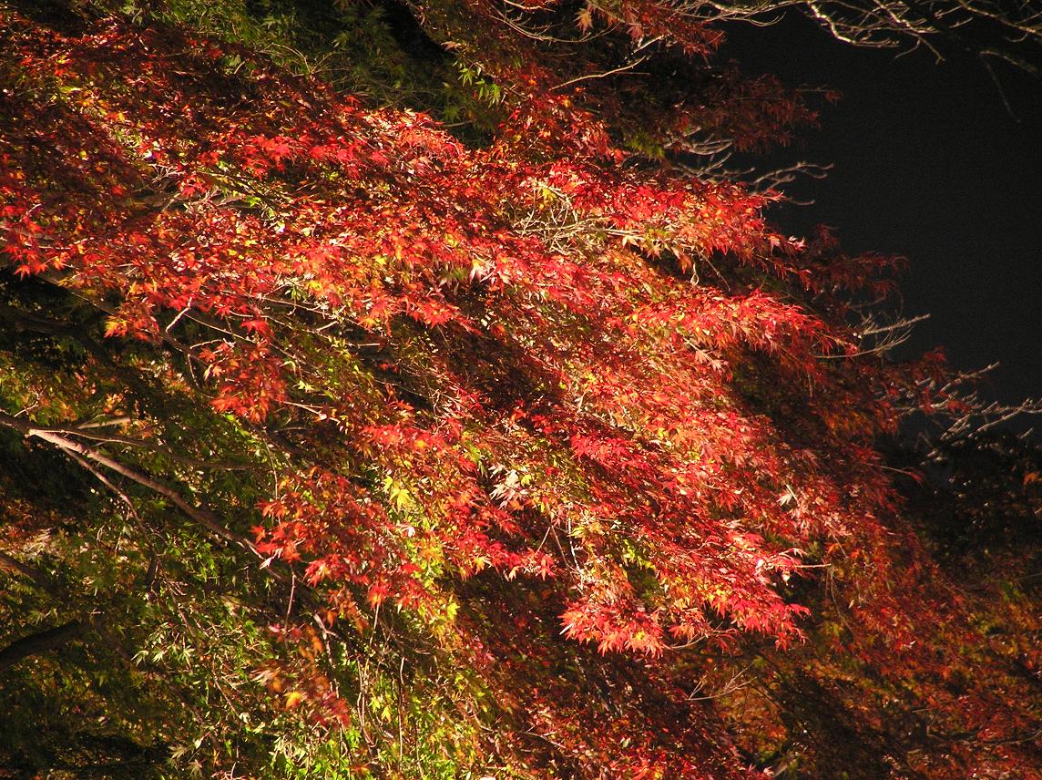 少し早かった紅葉のライトアップ－３