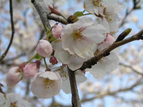 萱田地区公園－１７