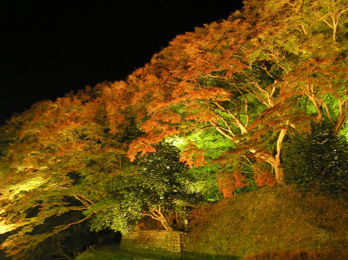 少し早かった紅葉のライトアップ－４