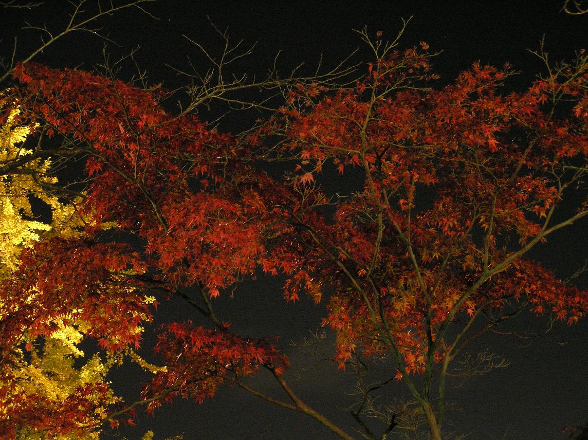 少し早かった紅葉のライトアップ－５