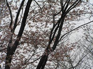 2006P4190014.JPG