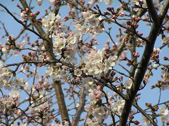 萱田地区公園－１９