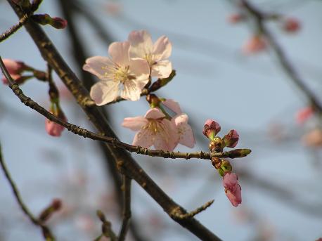 萱田地区公園－２１