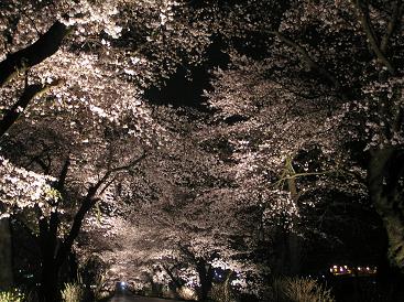 4/11　早乙女桜-1