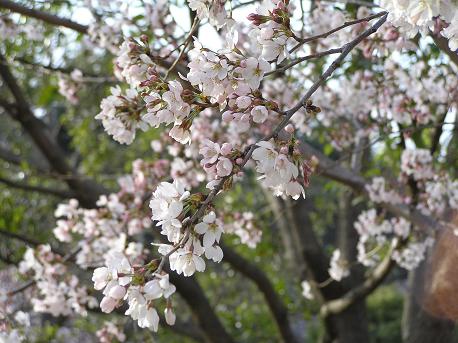 萱田地区公園－２２