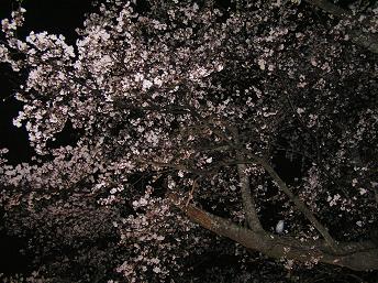 4/11　早乙女桜-2