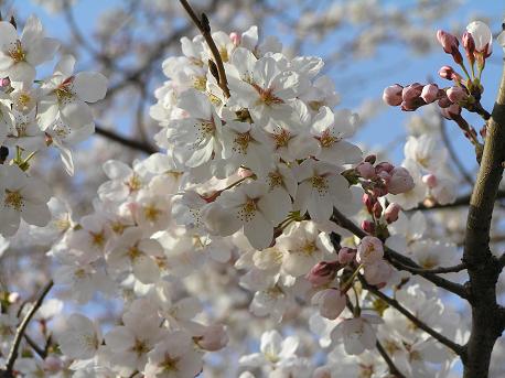 萱田地区公園－２３