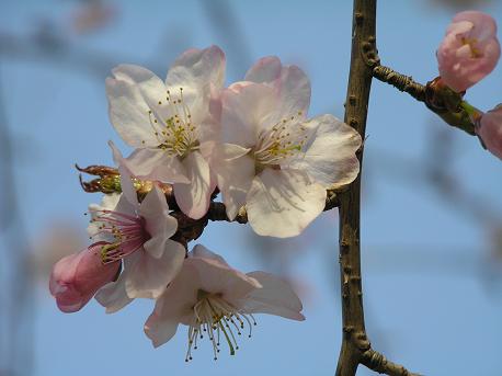 萱田地区公園－２５