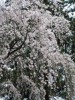 4/12　那須神社　枝垂桜