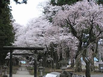 4/12　那須神社　桜