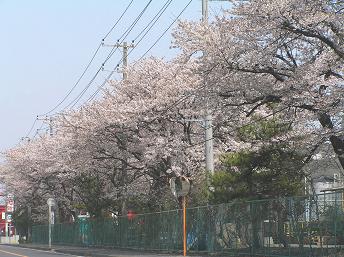 工業団地の桜並木