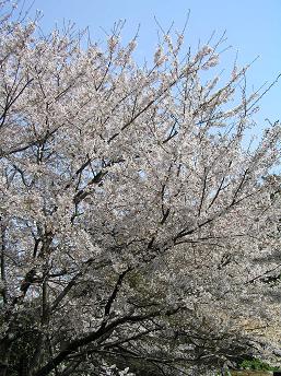 偶然見つけた公園の桜