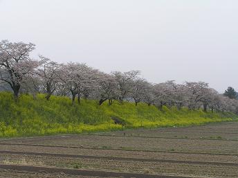 2006P4190201.JPG