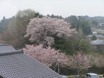 2006P4190205.JPG