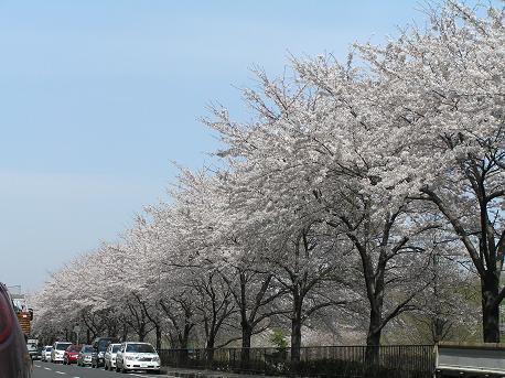 萱田地区公園-1