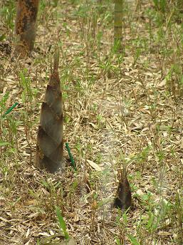 2006P4190207.JPG