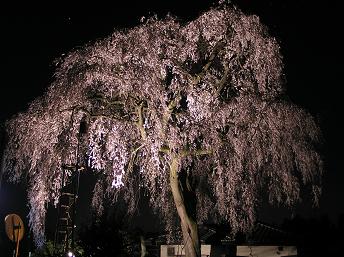 4/13　喜連川　枝垂桜-1