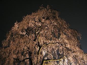 4/13　喜連川　枝垂桜-2