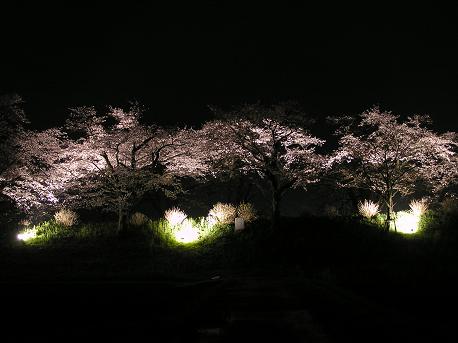 4/13　早乙女桜-1