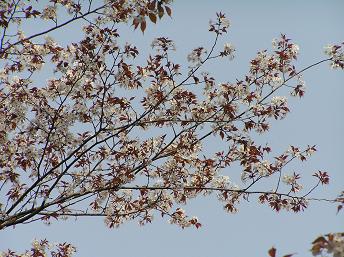 2006P4190236.JPG