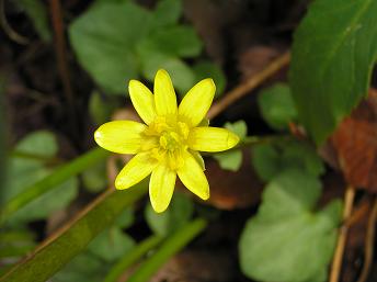 2006P4130022.JPG