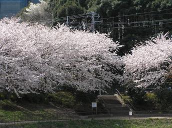 萱田地区公園-6