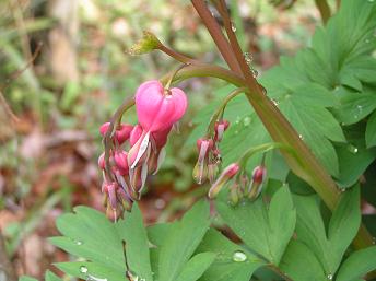 2006P4130034.JPG