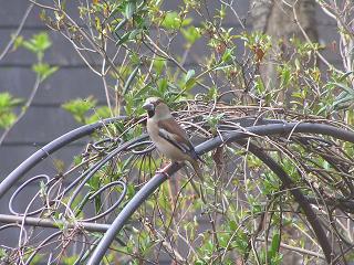 2006P4130044.JPG