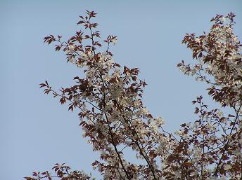 2006P4190267.JPG