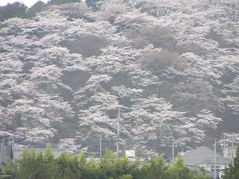 2006P4130076.JPG