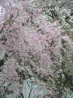 枝垂桜２