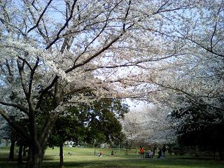 村上中央公園-6