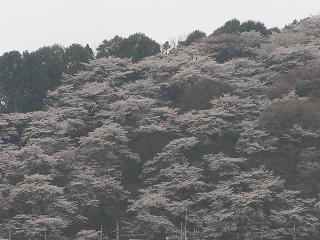2006P4130084.JPG