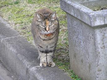 村上団地の猫-1