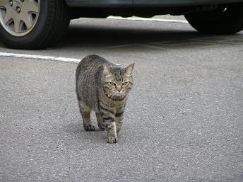 村上団地の猫-2