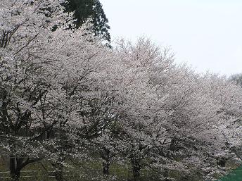 2006P4130093.JPG