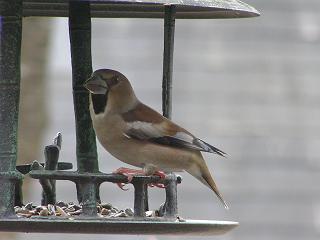 2006P4130111.JPG