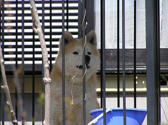 4/14　近所のリュウ君